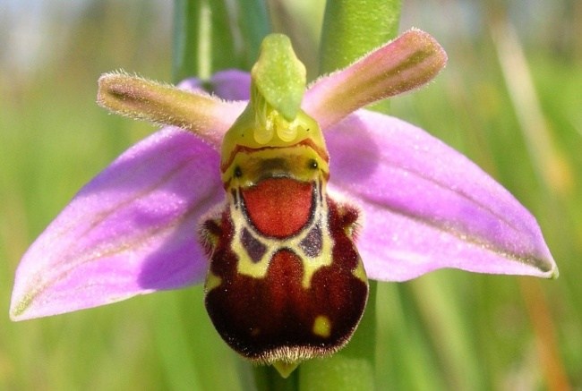 Bumble Bee Orchid